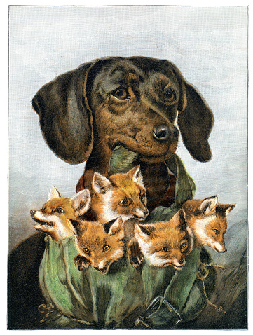 Dog with little foxes
Original edition from my own archives
Source : 