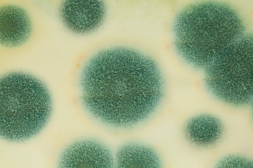 Mildew Formation Mold Closeup Mildew On White Background Stock Photo - Download Image ...