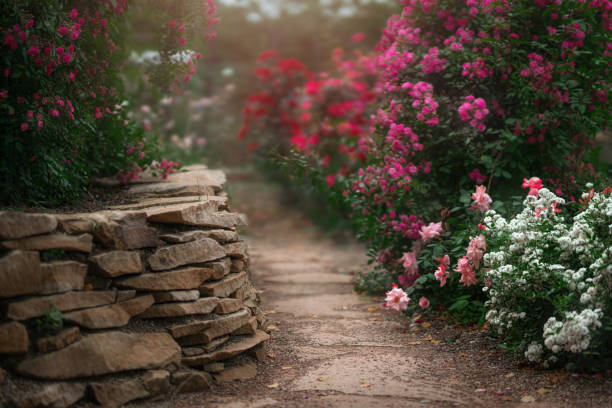 Beautiful garden with blooming rose bushes during summertime