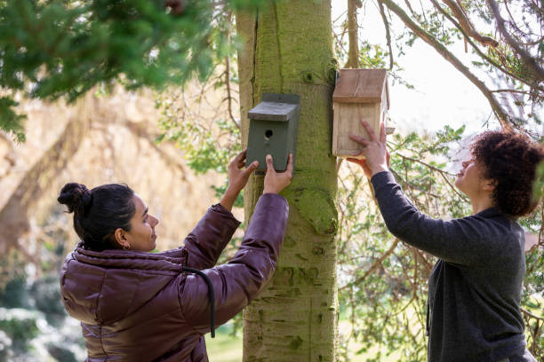 mise en place de nichoirs - birdhouse photos et images de collection