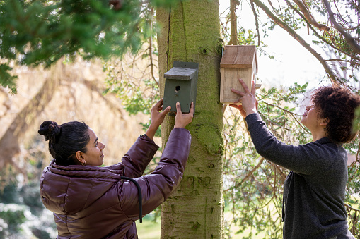 Shot of two women putting up a birdhouse on a tree in a community garden in the North East of England. They are positioning it around, trying to see the best fit.