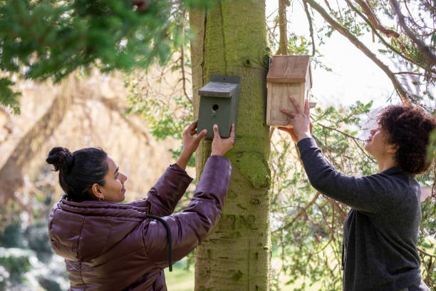 Setting Up Birdhouses Shot of two women putting up a birdhouse on a tree in a community garden in the North East of England. They are positioning it around, trying to see the best fit. biodiversity photos stock pictures, royalty-free photos & images