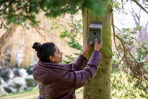 Shot of a woman putting up a birdhouse on a tree in a community garden in the North East of England. She is positioning it around, trying to see the best fit.
