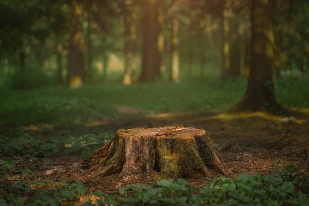 istock Dark coniferous forest with old spruce and pine trees 1333183084