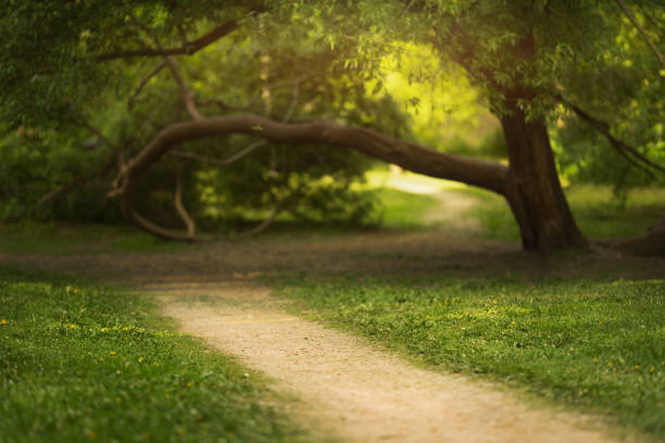Green trees and lawns. Warm summer background
