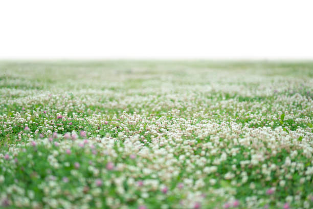 Grass and spring flowers isolated on white background