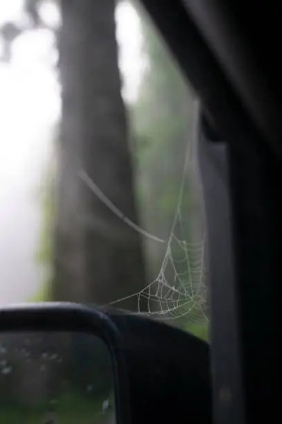 Photo of A newly spiderweb