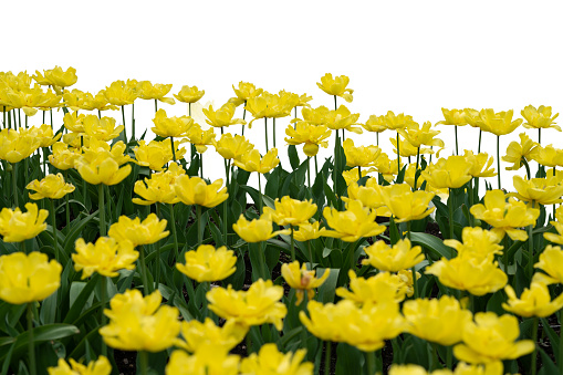 Grass and yellow spring flowers isolated on white background