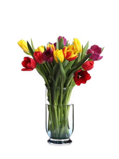 istock Beautiful spring tulips in vase isolated on white 1333185352