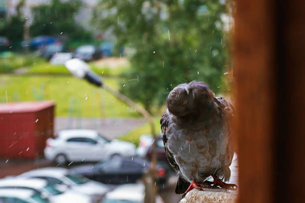 istock A pigeon sits on a ledge in the rain 1333185555