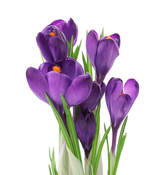 istock Beautiful purple crocus flowers isolated on white. Spring season 1333185601