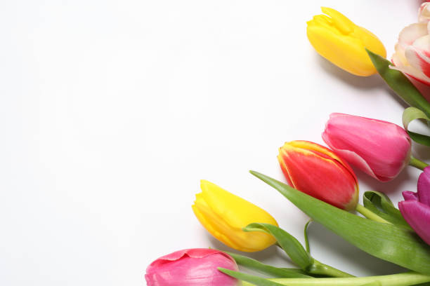 istock Beautiful spring tulips on white background, top view 1333185798