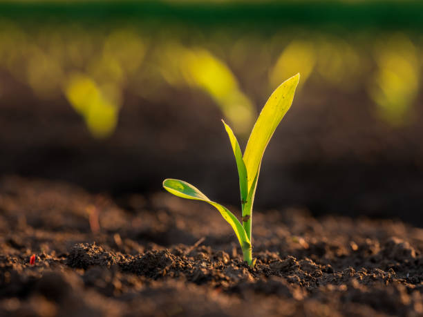 istock Green corn maize plants on a field. Agricultural landscape 1333186523