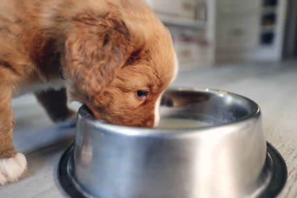 istock Feeding of hungry puppy 1333186616