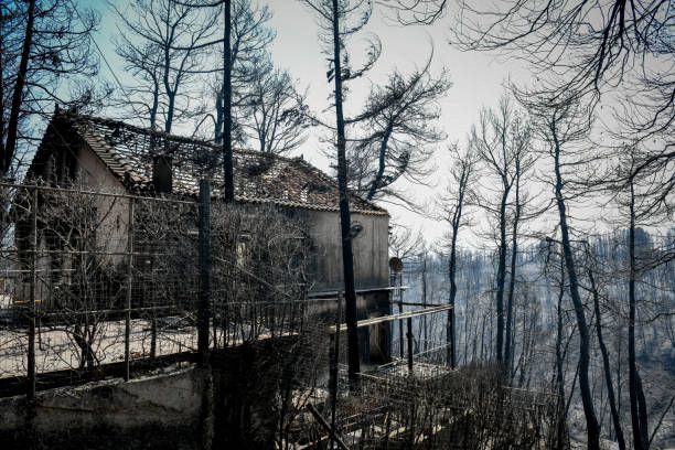 istock burnt trees after a fire in the coniferous forest 1333187000