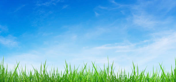 istock Green grass and blue sky in background. 1333187004