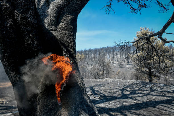 istock burnt trees after a fire in the coniferous forest 1333187128