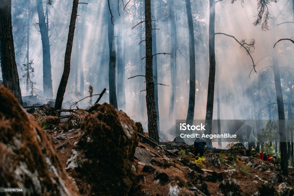 Forrest Firefighting Firefighters Fighting Forest Fire Stock Photo - Download Image Now ...