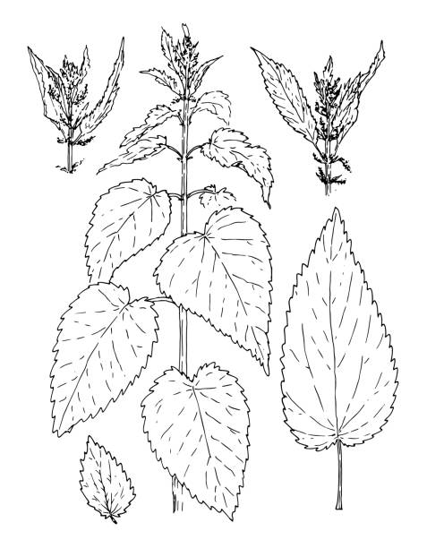 vektorzeichnung der brennnessel, einer reihe isolierter elemente einer heilnesselpflanze während der blüte mit blättern.illustration eines handgezeichneten skizzenartigen isolierten schwarzen umrisses für eine verpackungsdesignvorlage - stinging nettle stock-grafiken, -clipart, -cartoons und -symbole