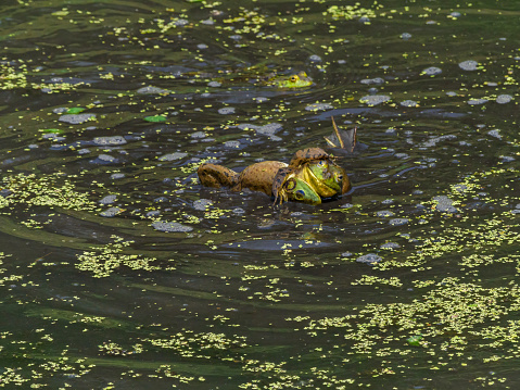 A summer view of a Bullfrogs (Lithobates catesbeianus) wrestling in green algae. This is in a wetland pond. Willamette Valley of Oregon. Edited.