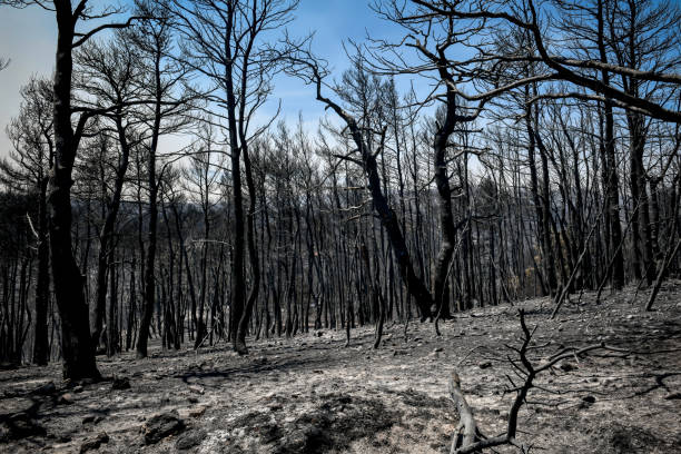 istock burnt trees after a fire in the coniferous forest 1333188622