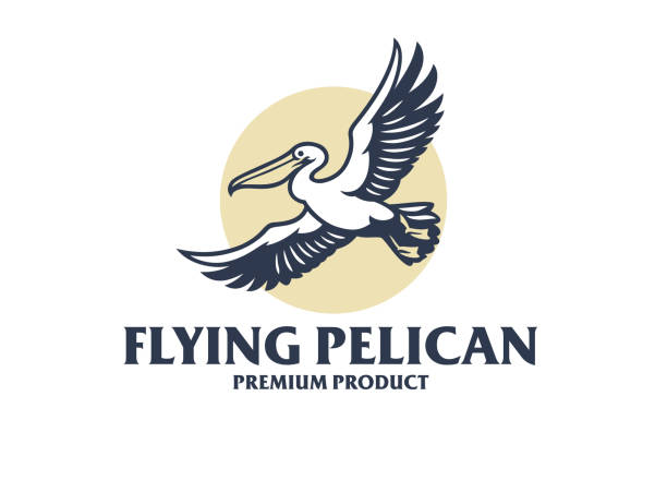 illustrazioni stock, clip art, cartoni animati e icone di tendenza di stile logo flying pelican elegent - pellicano