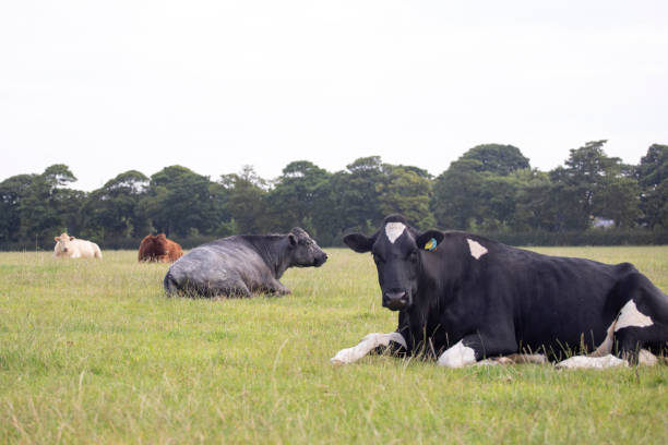 istock Urban cows sitting in a city field, with copy space 1333190151