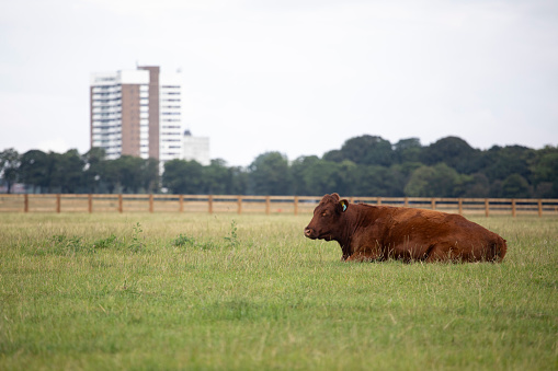 Cow sitting on Town Moor, Newcastle-upon-tyne