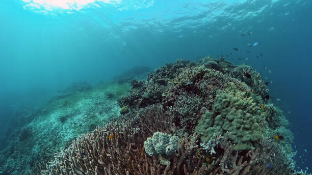 istock Coral reef and tropical fish. Philippines 1333190303