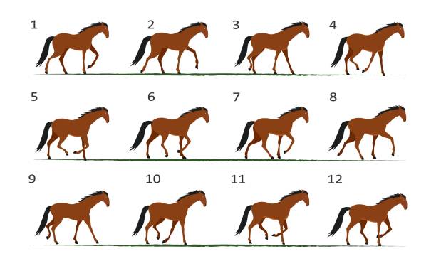 illustrazioni stock, clip art, cartoni animati e icone di tendenza di animazione dell'andatura del cavallo. passeggiate a cavallo, dodici fotogrammi chiave. - horse running vector animals in the wild