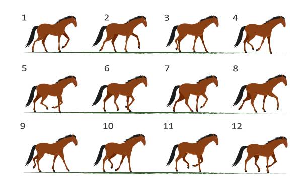 ilustrações de stock, clip art, desenhos animados e ícones de horse gait animation. horse walking, twelve key frames. - walk cycle