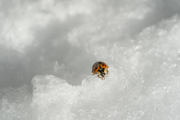 Ladybug on white snow in winter, close up, Ukraine