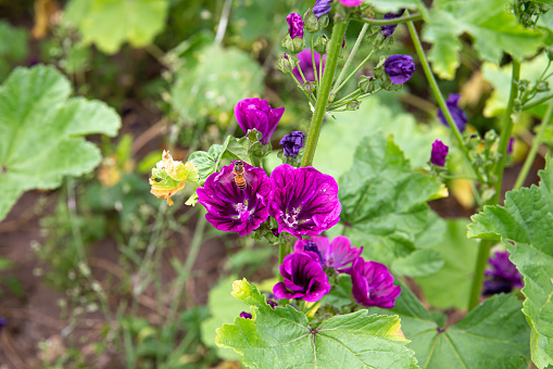Malva sylvestris, common mallow agricultural field, purple flowers growing in summer outdoors.