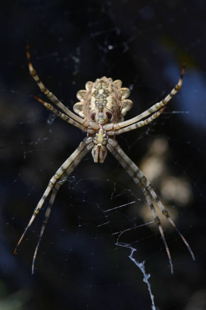 istock Araneidae. Argiope Lobata Spider On A Spiderweb In Natural Habitat 1333191524