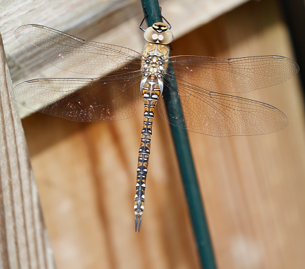 Field characters: Tot 56-64mm, Ab 43-54mm, Hw 37-42mm. Distinctly smaller than most Aeshna species.

The commonest small hawker. Numerous in much of our area, and although it can be on the wing during most months in the Mediterranean, further north it is especially associated with late summer and autumn, when it may appear in massive migrations. It is usually identified by its size, relative dull colours and the diagnostic yellow 