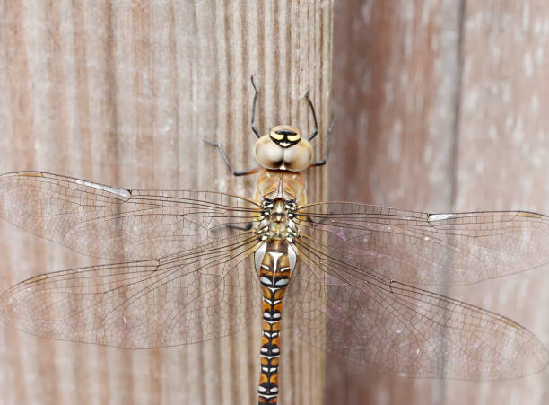 Field characters: Tot 56-64mm, Ab 43-54mm, Hw 37-42mm. Distinctly smaller than most Aeshna species.\n\nThe commonest small hawker. Numerous in much of our area, and although it can be on the wing during most months in the Mediterranean, further north it is especially associated with late summer and autumn, when it may appear in massive migrations. It is usually identified by its size, relative dull colours and the diagnostic yellow \