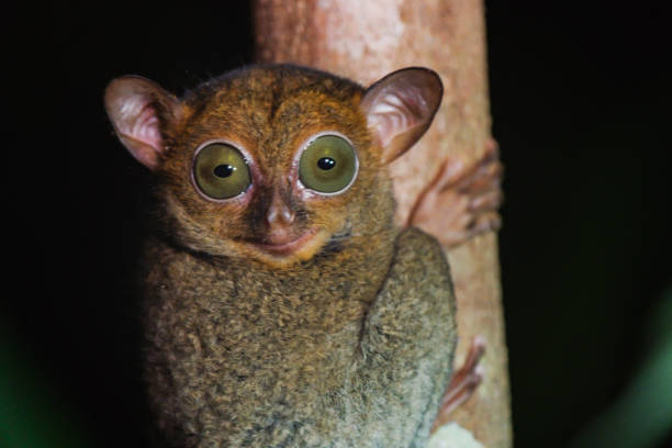 western tarsier (oder horsfield tarsier) im tropischen regenwald von borneo - tropical rain forest flash stock-fotos und bilder