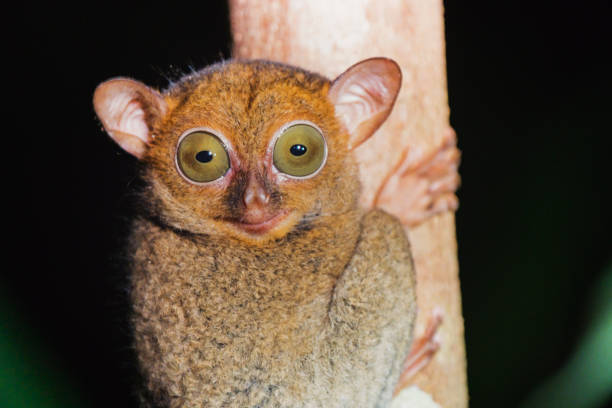 western tarsier (oder horsfield tarsier) im tropischen regenwald von borneo - tropical rain forest flash stock-fotos und bilder