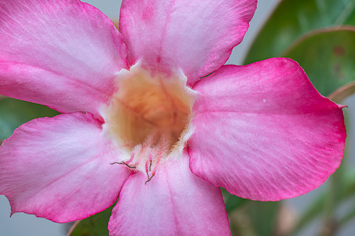 Pink flower of Adenium obesum or Desert rose in the garden