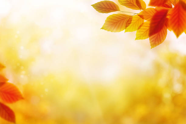 istock Red and orange autumn leaves over blurred nature background. 1333192867