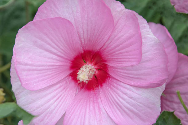 Flower-Hibiscus-Pink-Indiana