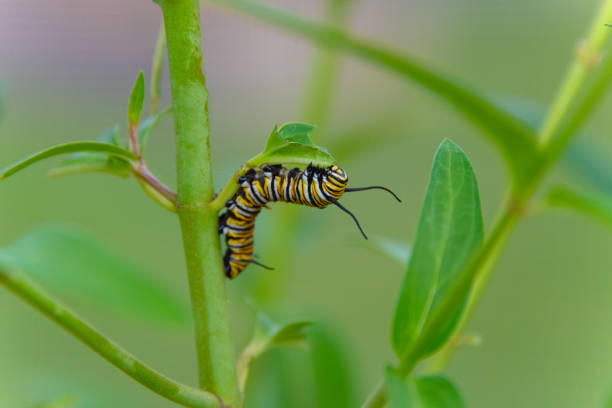 Monarch Butterfly Caterpillar-Indiana
