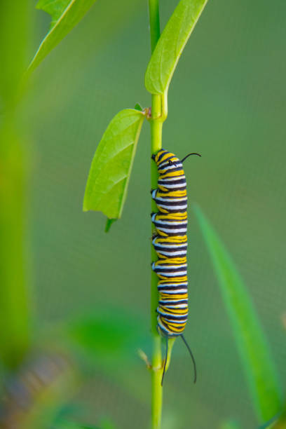 istock Monarch Butterfly Caterpillar-Howard County, Indiana 1333194033