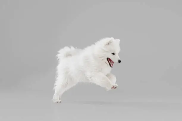Jumping, flying. One beautiful Samoyed dog isolated on grey background. Concept of movement, pets love, animal life, beauty, collection. Looks happy, graceful. Copyspace for ad