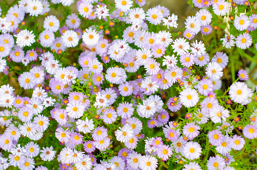 The herb chamomile  growing in a garden