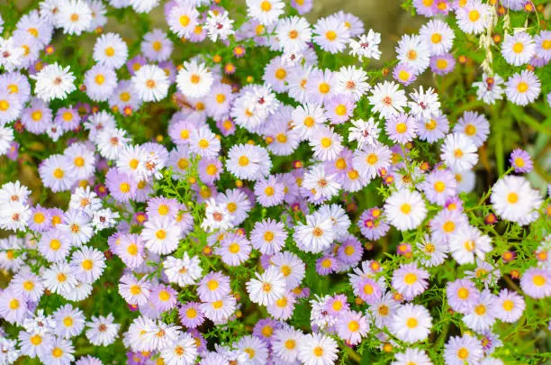 Photo of daisy flowers