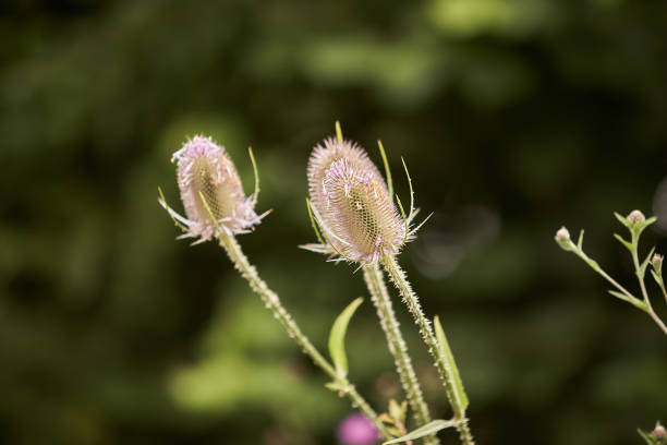 Wild teasel - Dipsacus fullonum, Wilde Karde, herb, closeup. Young common teasel plant in flower.Wild teasel - Dipsacus fullonum, Wilde Karde, herb, closeup. Young common teasel plant in flower.