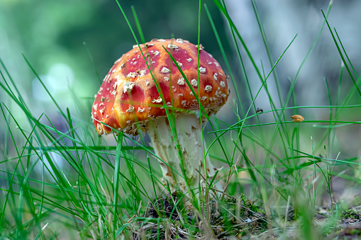 A magical, fantastic clearing with green blurred grass and a toadstool mushroom, a fly agaric with a small snail, a selective focus. Fairy Forest