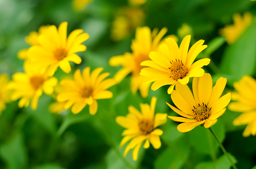 yellow flowers in a green garden