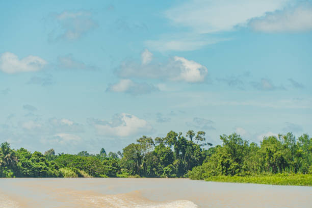istock Beautiful open mangrove river with a fairly clean, quiet and peaceful atmosphere. 1333196111